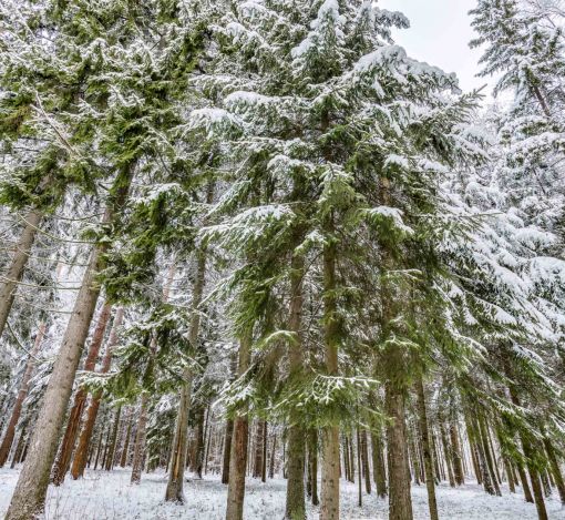Лесной участок в КП Вымпел