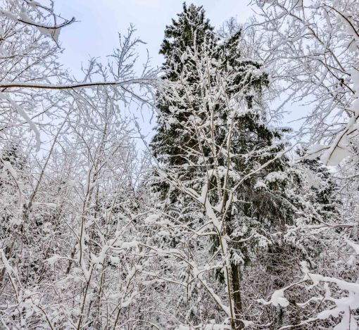 Лесной участок в КП Вымпел