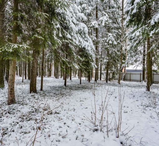 Лесной участок в КП Вымпел