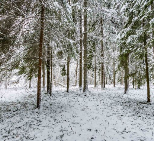 Лесной участок в КП Вымпел