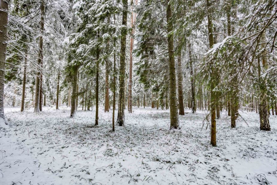 Лесной участок в КП Вымпел