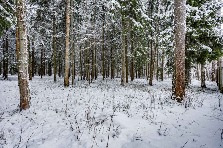 Лесной участок в КП Вымпел