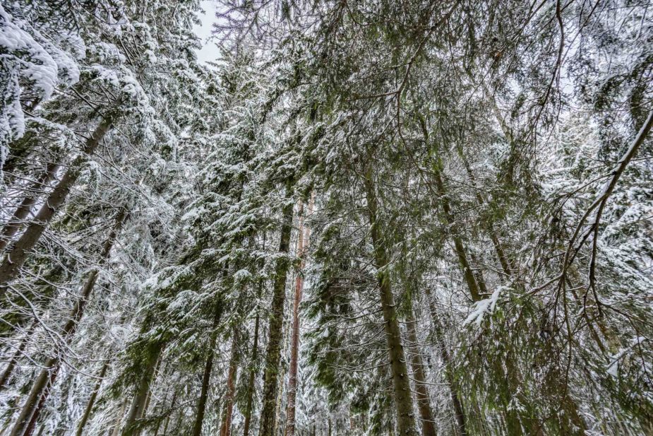 Лесной участок в КП Вымпел