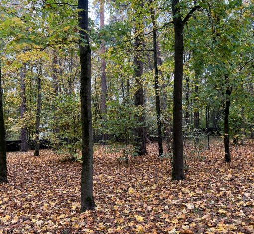 Участок в КП Косыгинские дачи