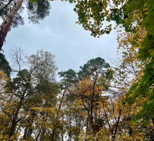 Участок в КП Косыгинские дачи