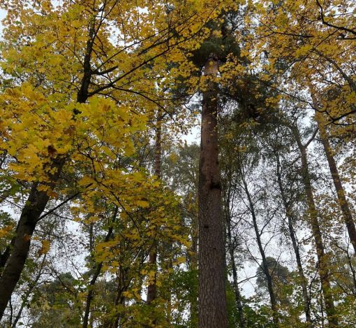 Участок в КП Косыгинские дачи