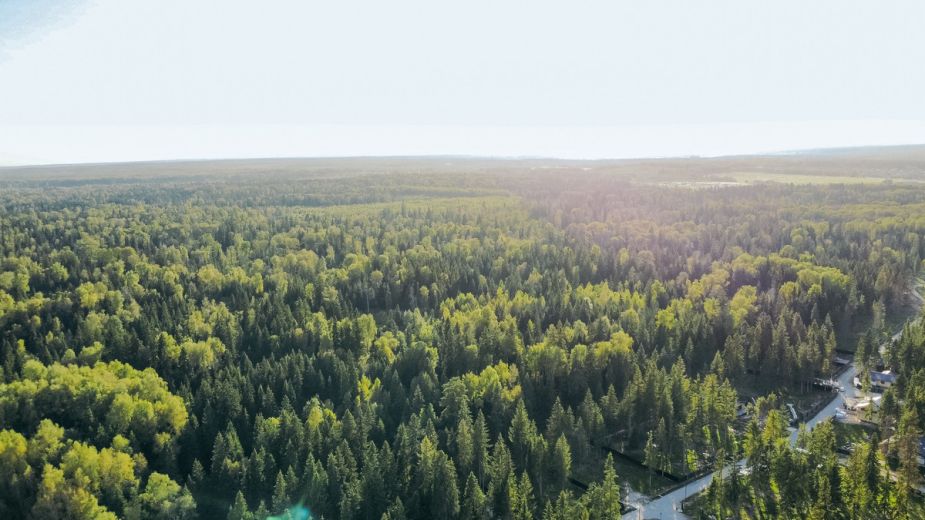 Прилесной участок в КП Ели Эстейт