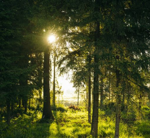 Участок у воды в КП Ели Эстейт