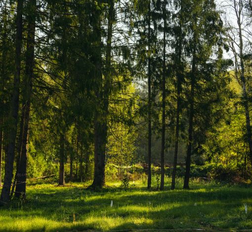 Лесной участок в КП Ели Эстейт