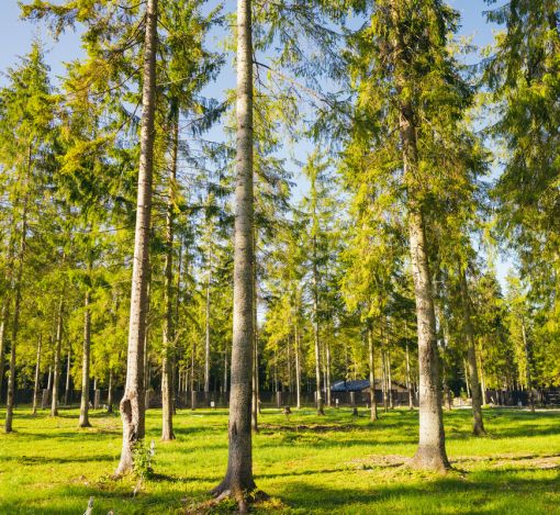 Лесной участок в КП Ели Эстейт