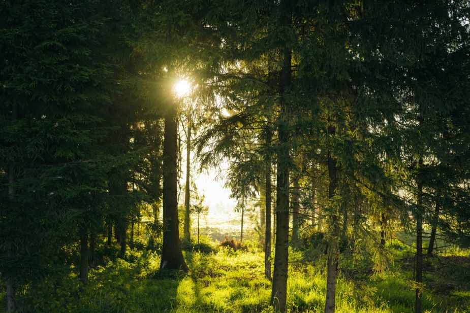 Прилесной участок в КП Ели Эстейт