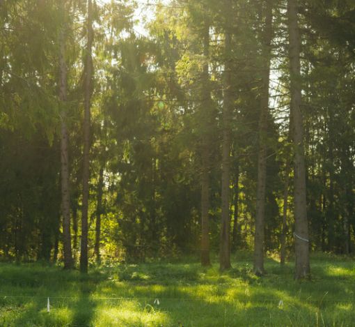 Лесной участок в КП Ели Эстейт