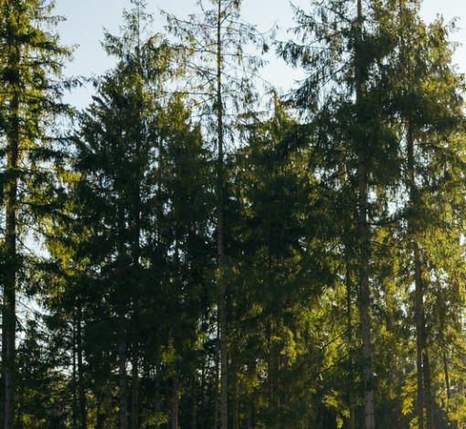 Лесной участок в КП Ели Эстейт