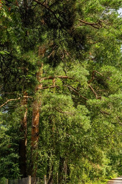 Участок в КП Озерна Резиденс