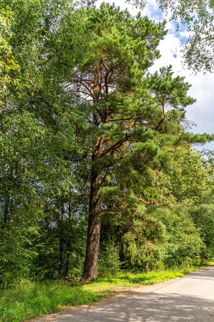 Участок в КП Озерна Резиденс