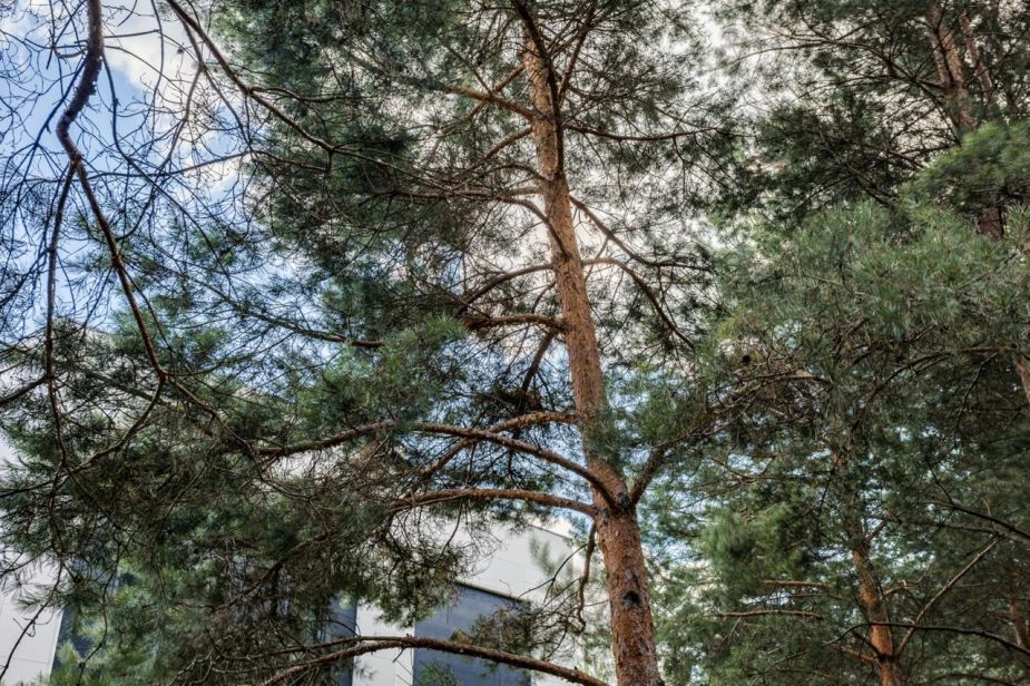 Никольский бульвар