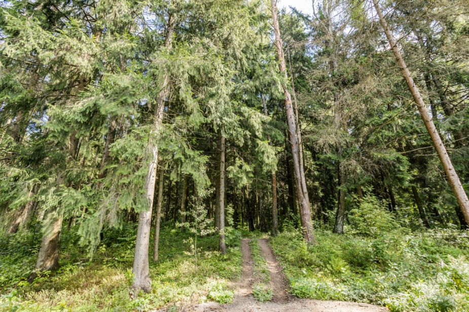 Лесной часток в КП Лесные зори