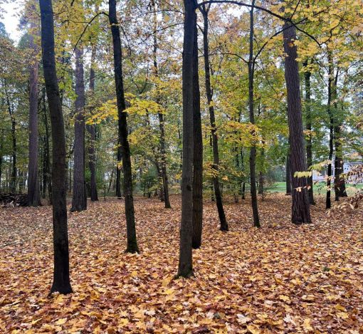 Участок в КП Косыгинские дачи